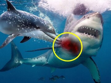 Proč se žraloci bojí delfínů?